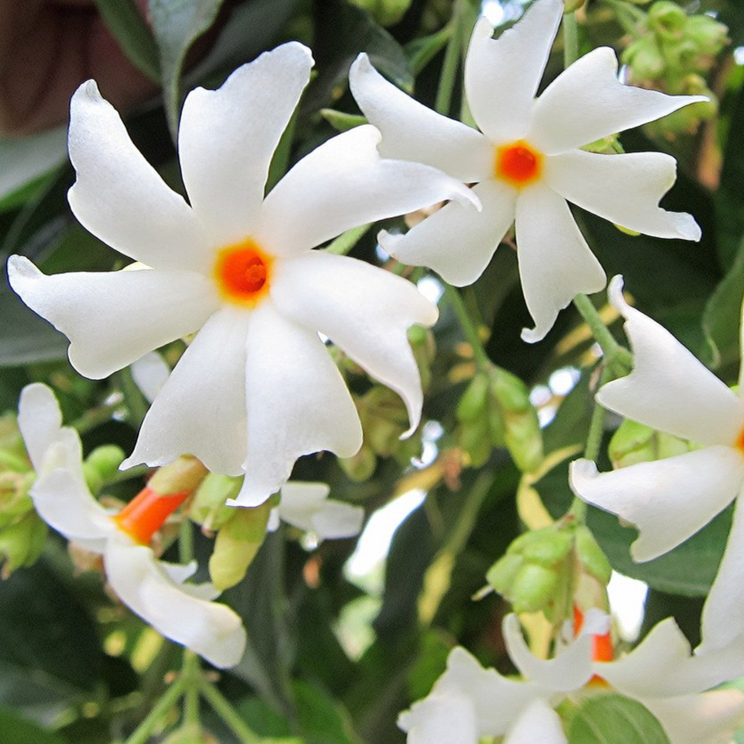 Pavizhamalli (Night Jasmine, Coral Jasmine) Jasmine Plant Flowering/Ornamental Live Plant (Home & Garden)