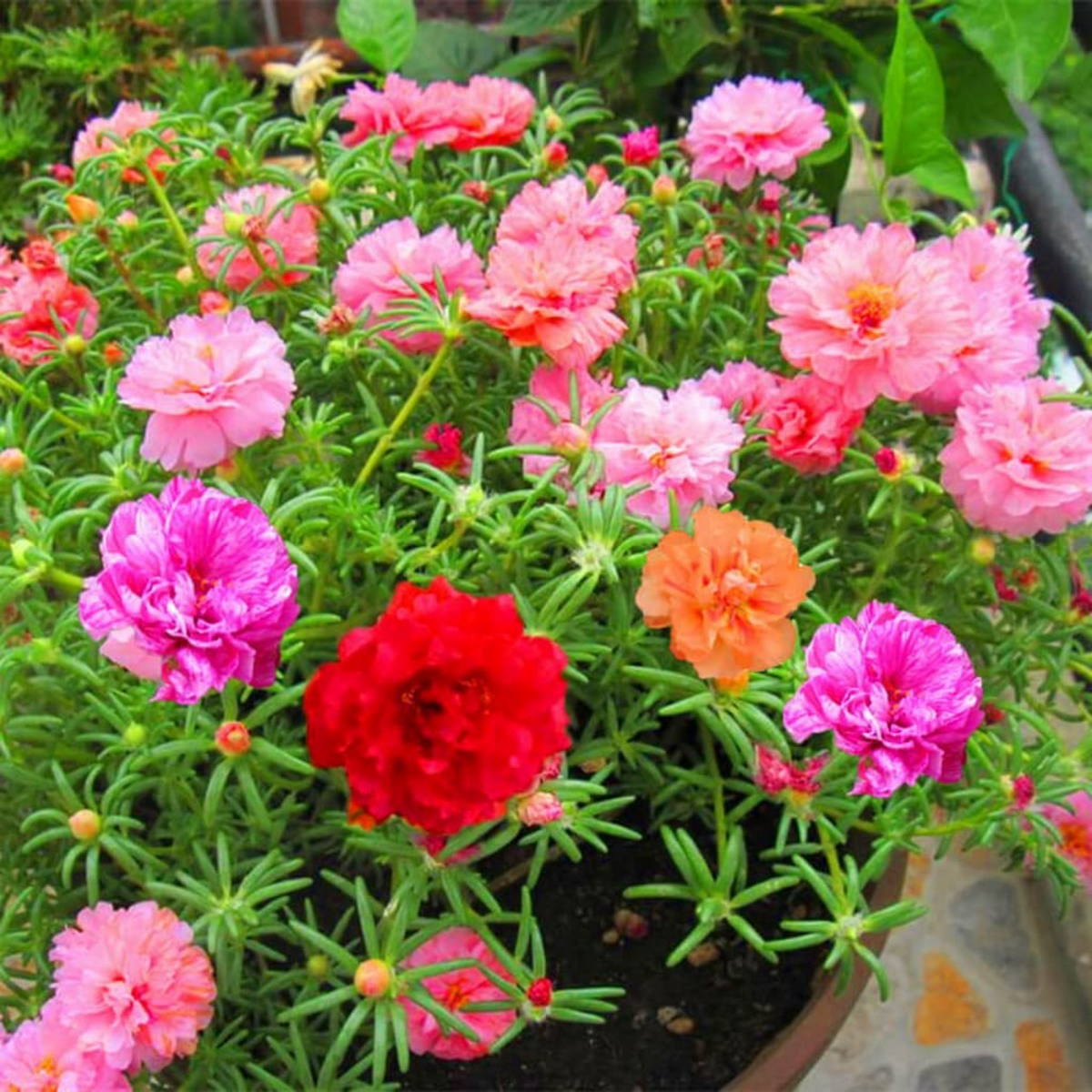 Pathumani Plant / Moss Rose / Portulaca / Ten o'clock flower Flowering Live Plant (Home & Garden)