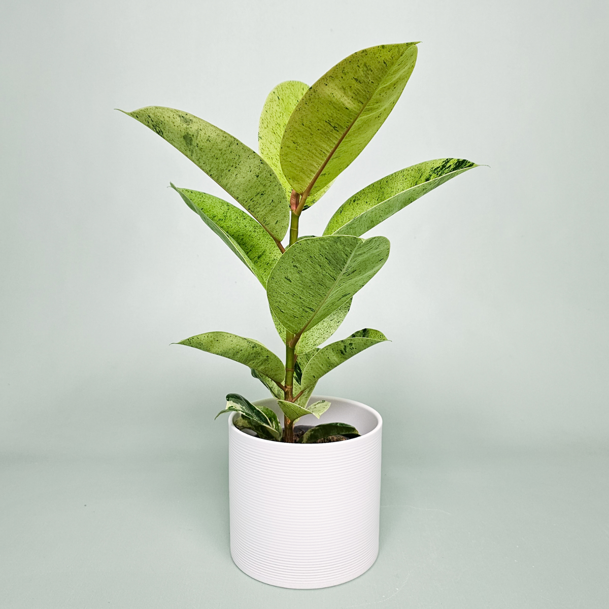 Rubber Plant Variegated  (Ficus elastica) - Live Plant (Home & Garden)