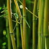 Green Bamboo (Bambusa vulgaris) Ornamental Live Plant (Home & Garden)