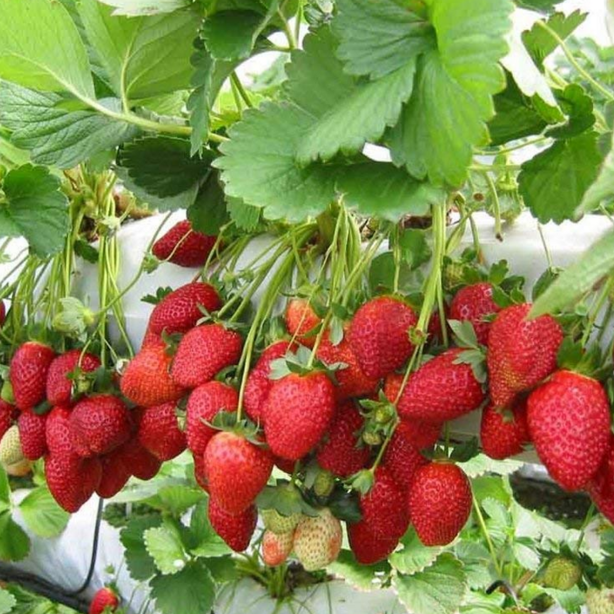 Strawberry (Fragaria X ananassi) Fruit Live Plant (Home & Garden)