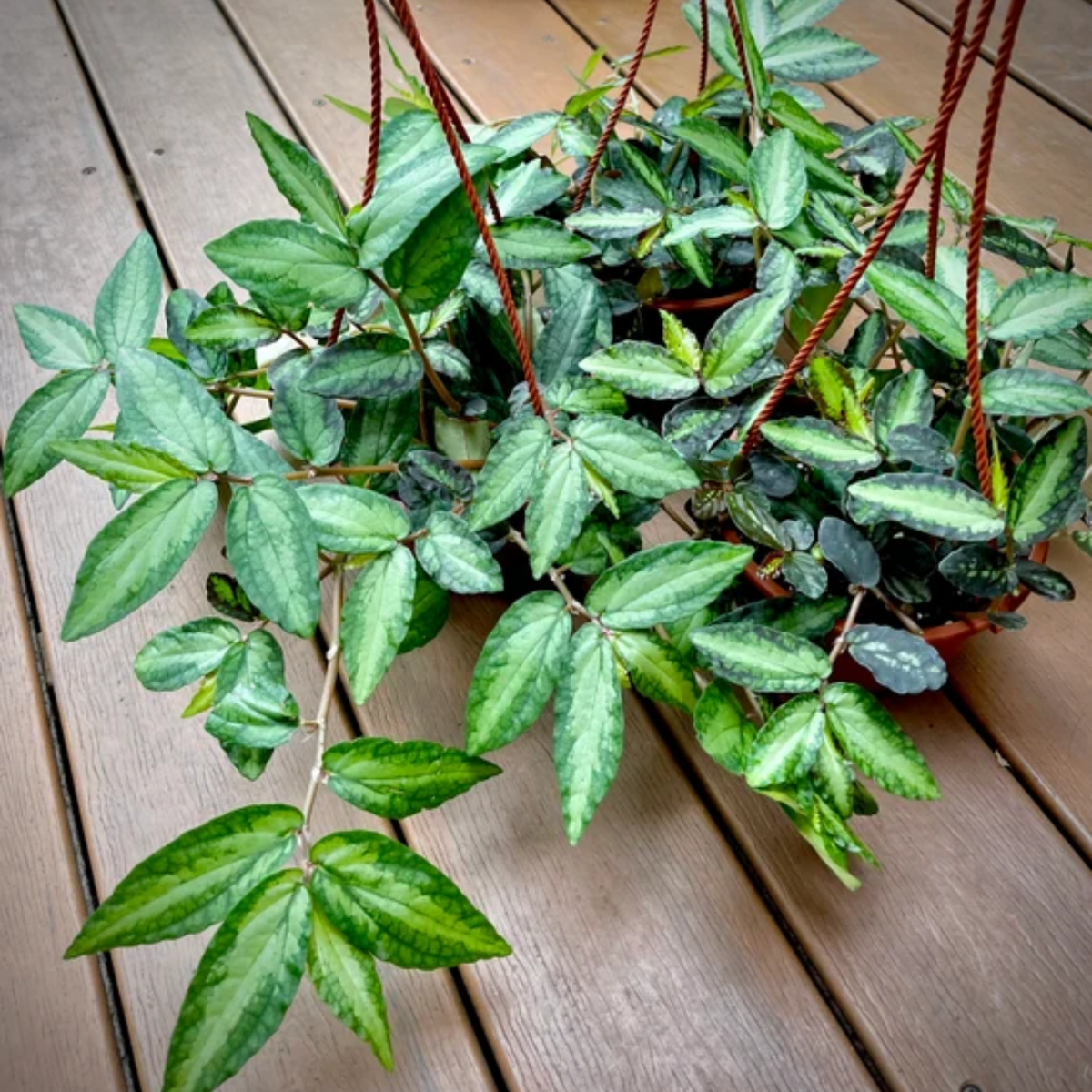 Ashokavanam Wavy Watermelon Begonia Plant with Hanging Pot Live plant (Home & Garden)