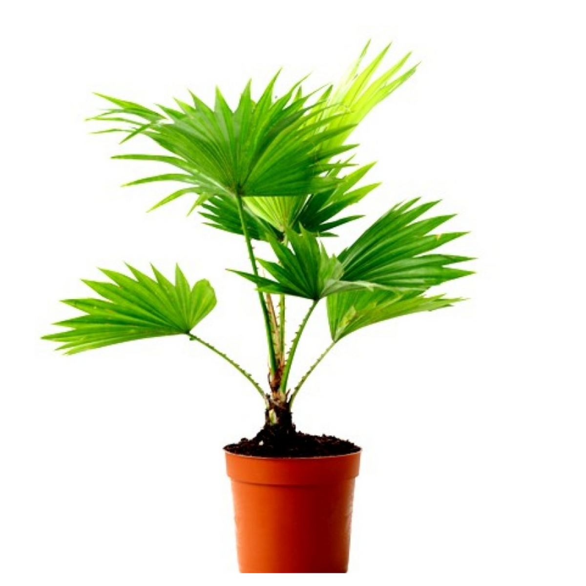 Table Palm (Umbrella Palm) Ornamental Live Plant (Home & Garden)