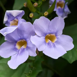 Thunbergia Clock Vine (Any Colour) Flowering | Ornamental| Medicinal Creeper Live Plant (Home & Garden)