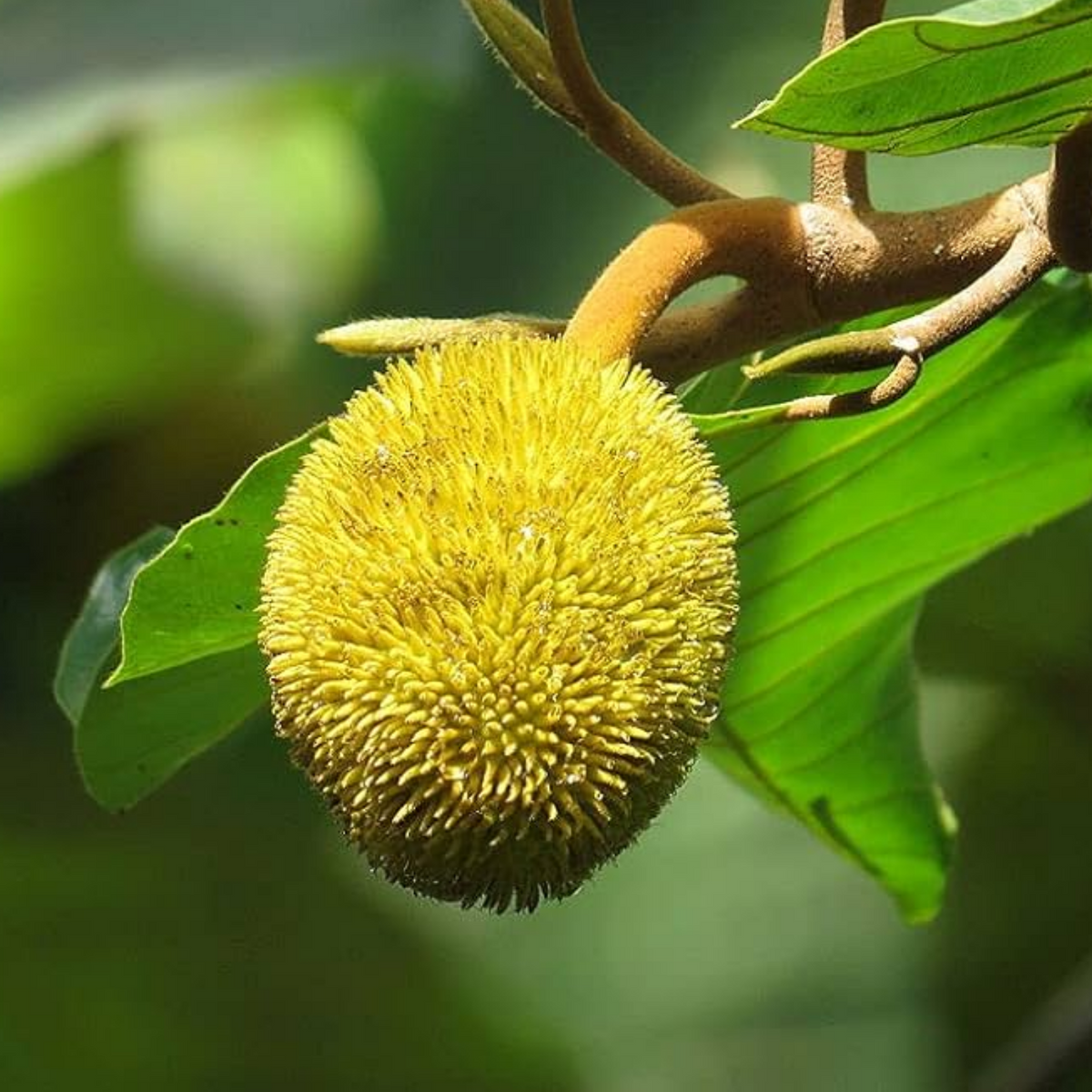 Wild Jackfruit / Anjili Chakka (Artocarpus Hirsutus) (Seedling) Fruit Plant (Home & Garden)