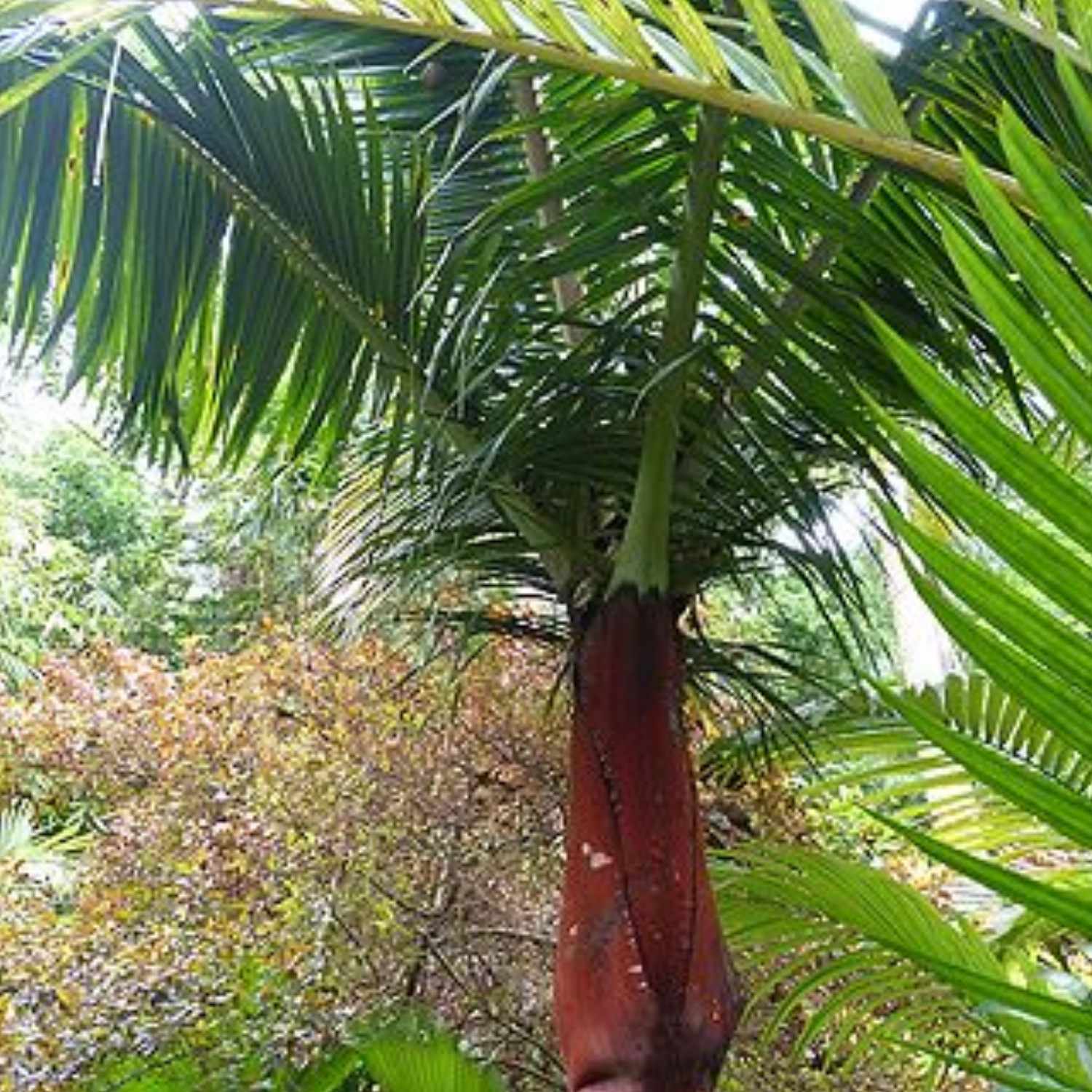 Redneck Palm (Dypsis leptocheilos) Ornamental Live Plant (Home & Garden)