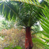 Redneck Palm (Dypsis leptocheilos) Ornamental Live Plant (Home & Garden)