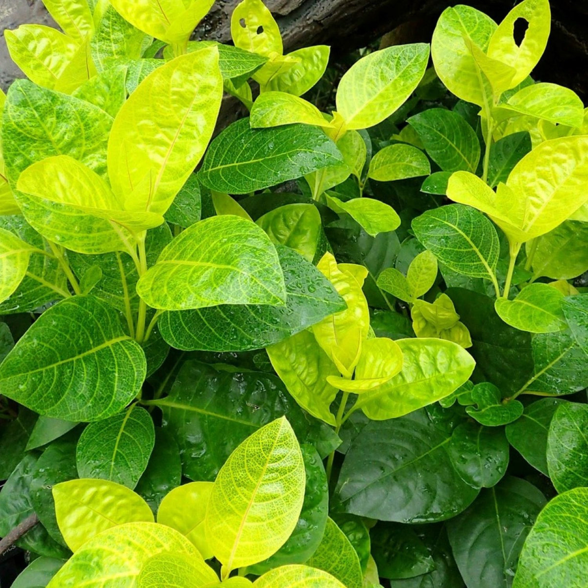 Eranthemum/Kodia Yellow(Pseudoeranthemum reticulatum)  Flowering/Ornamental Live Plant (Home & Garden)