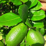 Kaji Lemon Hybrid (Citrus reticulata) - Fruit Live Plant (Home & Garden)