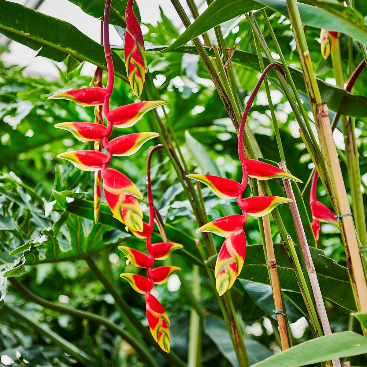 Heliconia Rostrata (Genus Heliconia) Flowering/Ornamental Live Plant (Home & Garden)