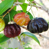 Surinam Cherry Black (Eugenia uniflora) Seedling Fruit Plant (Home & Garden Plants)