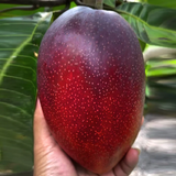 Miyazaki Mango Grafted Fruit Plant (Home & Garden Plants)