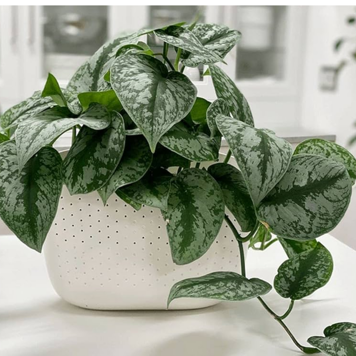 Scindapsus Silver/ Satin Pothos (Scindapsus pictus) Ornamental Live Plant with Hanging (Home & Garden)