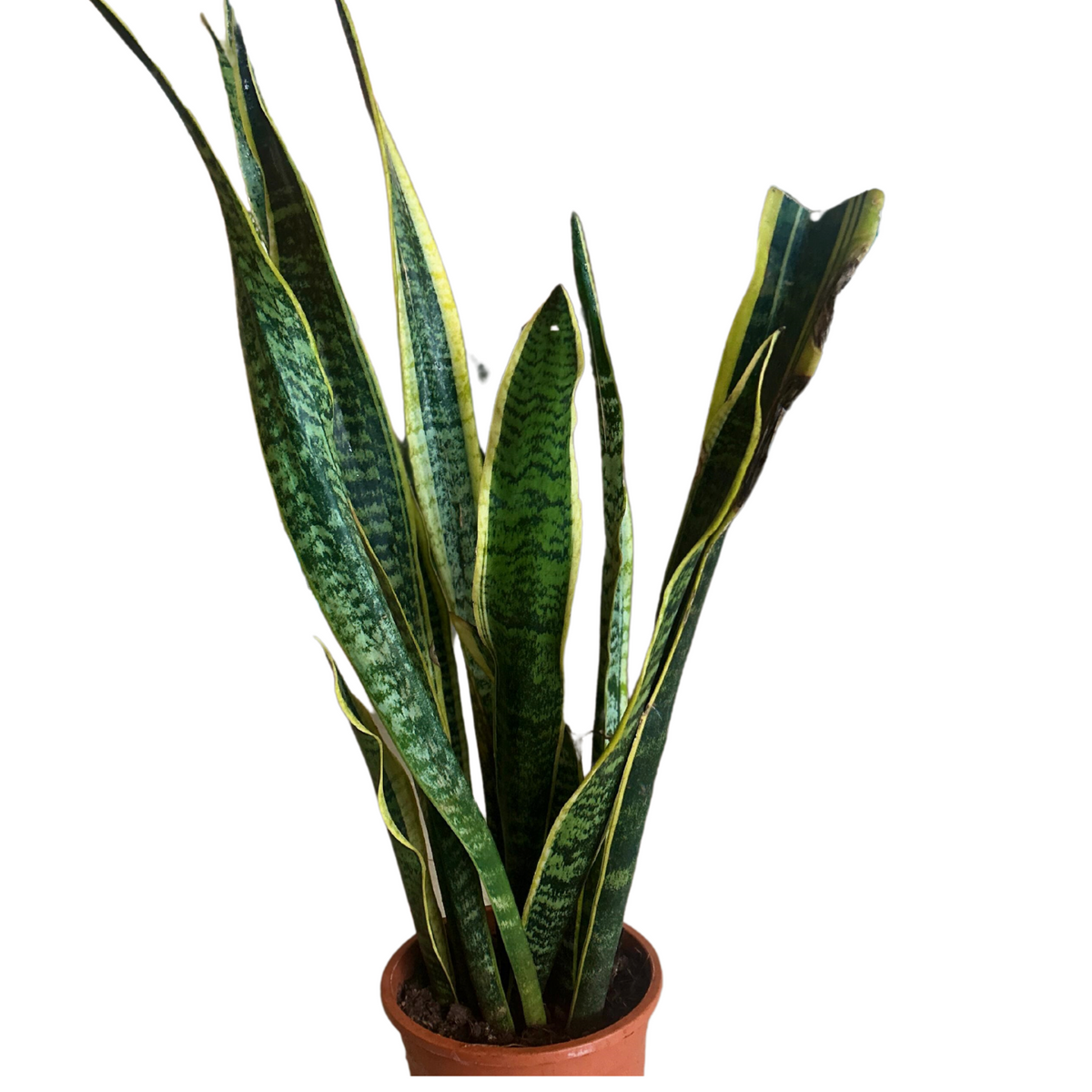 Snake Plant (Sansevieria trifasciata) Long variant - Live Indoor Plant (Home & Garden)