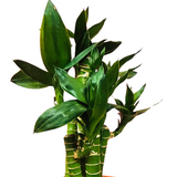 5 Stem Lotus Bamboo / Lucky Bamboo - Live Plant (Home & Garden)