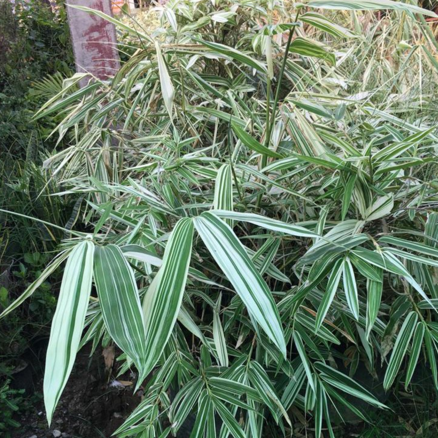 Variegated Bamboo Plant Ornamental Live Plant (Home & Garden)
