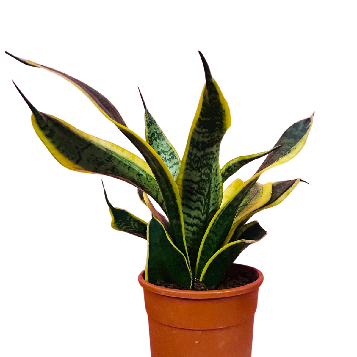 Sansevieria golden (Sansevieria trifasciata )Live Plant in pot (Home & Garden)