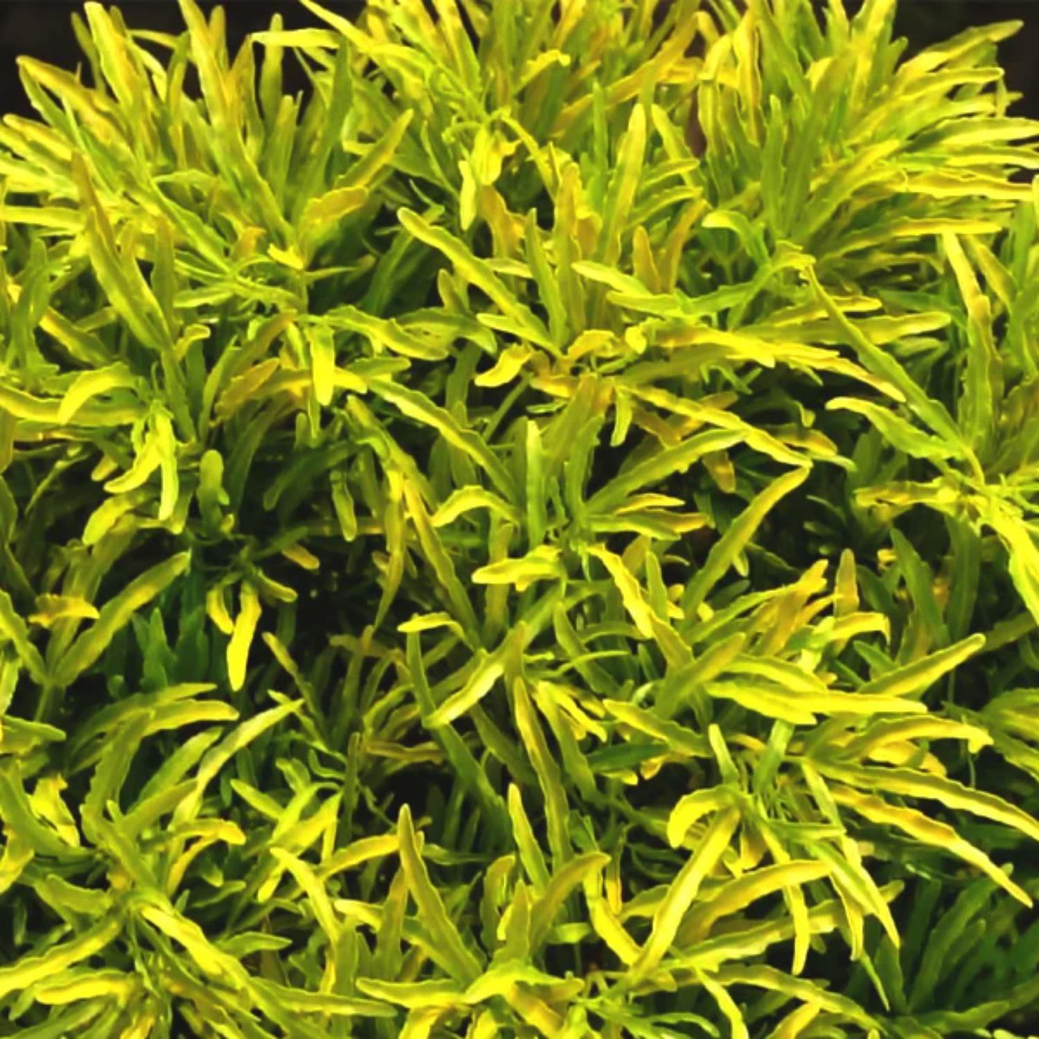 Green Aralia (Polyscias fruticosa) Ornamental Live Plant (Home & Garden)