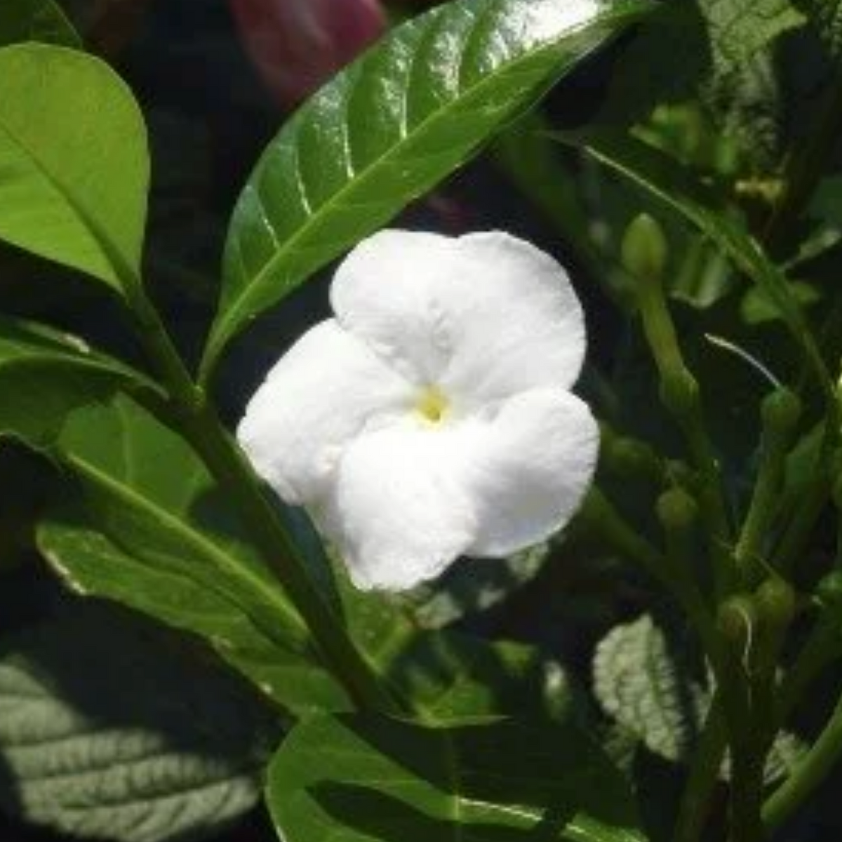 Crape jasmine Circle (Desi Variety) (Tabernaemontana divaricata) Flowering / Ornamental Live Plant (Home & Garden)