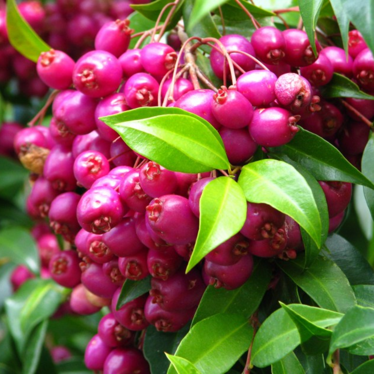 Lilly Pilly (Syzygium australe)  Fruit Live Plant (Home & Garden)