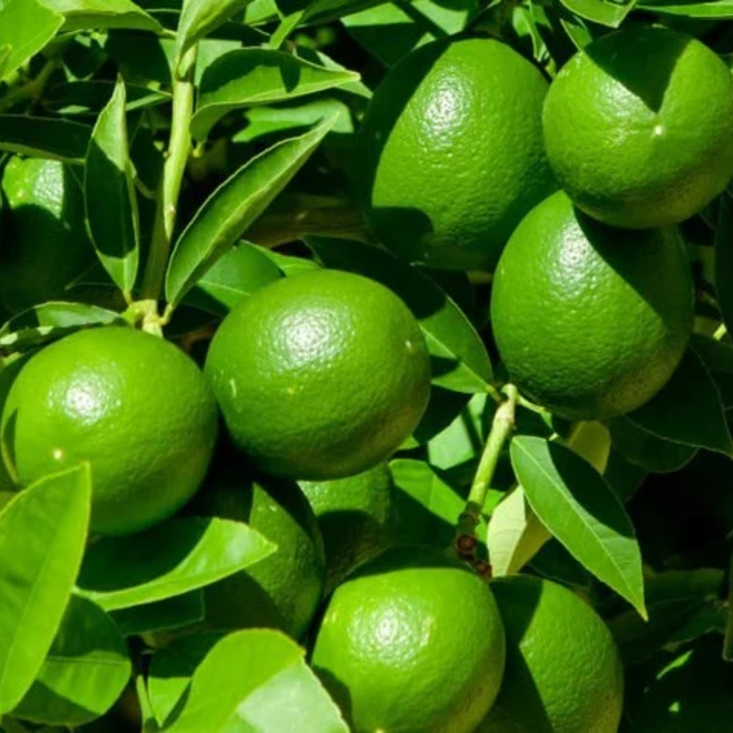 Seedless Lemon (Citrus limon) Fruit/Ornamental Live Plant (Home & Gard ...