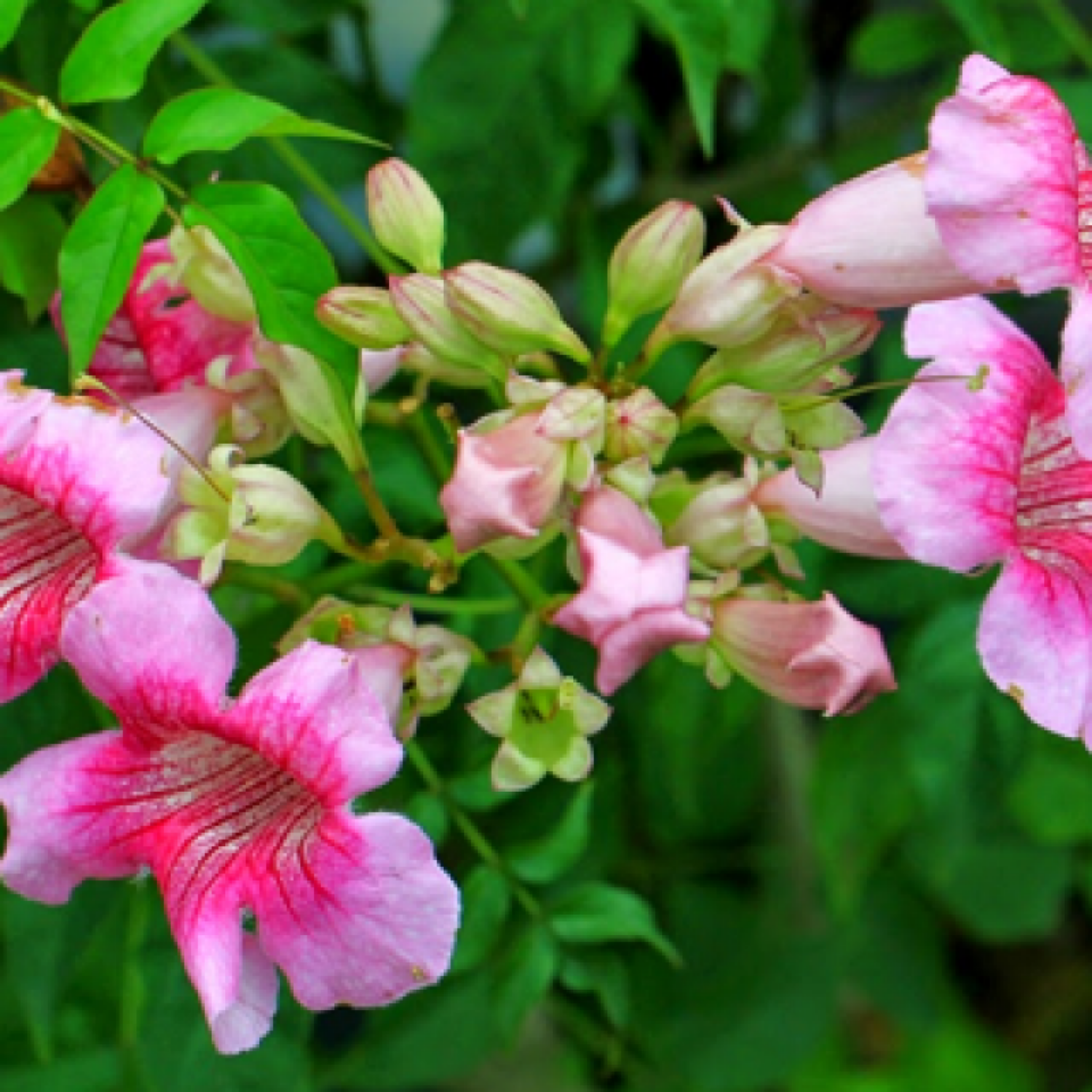 Pink Tecoma / The Cape Honeysuckle (Tecoma capensis) Flowering/Ornamental Live Plant (Home & Garden)