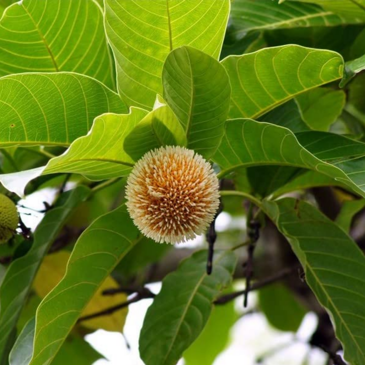 Kadamb / Kadam Tree (Neolamarckia Cadamba) Cadamba / Burflower Tree Or ...