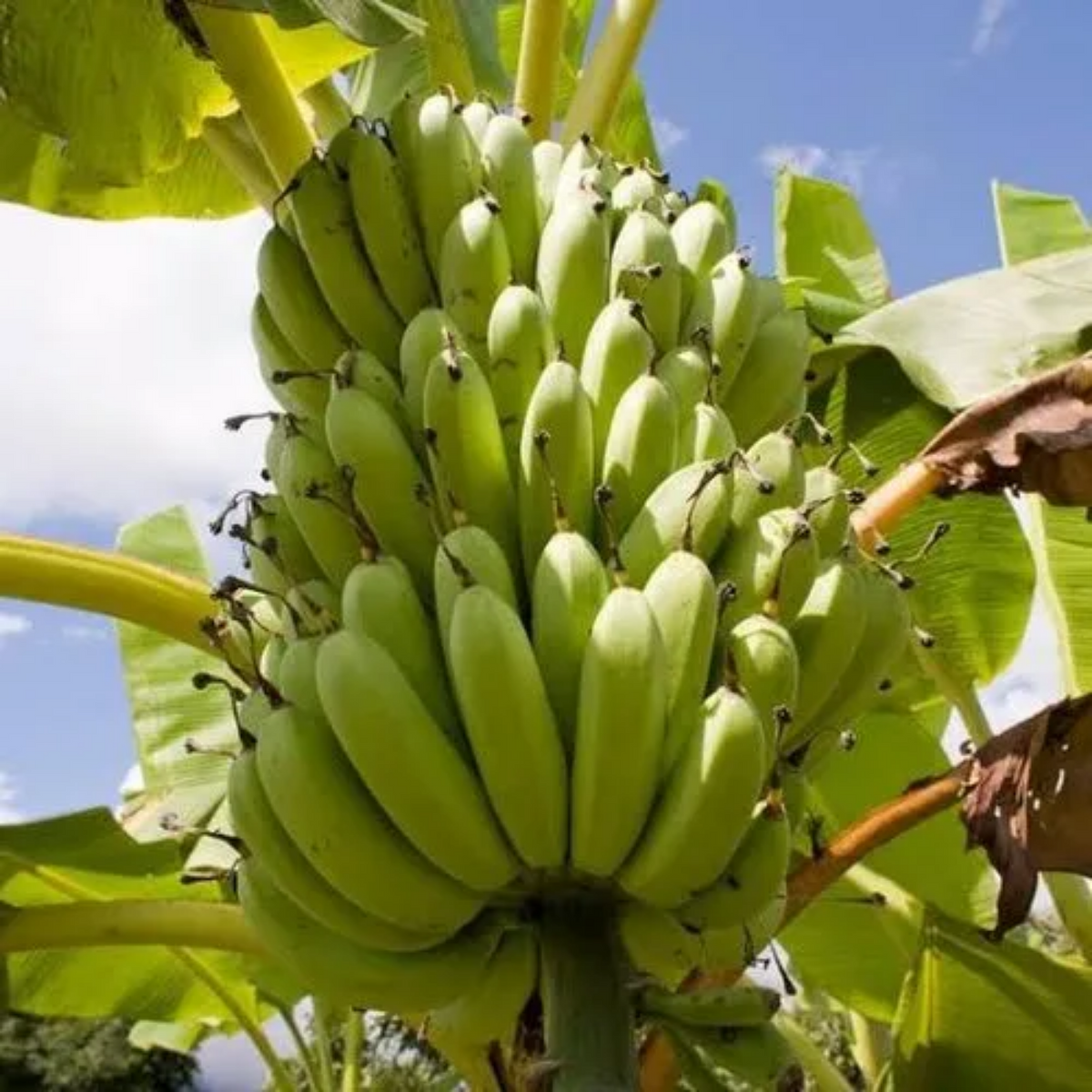 Robusta Banana Fruit Live Plant (Home & Garden)