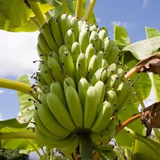 Robusta Banana Fruit Live Plant (Home & Garden)