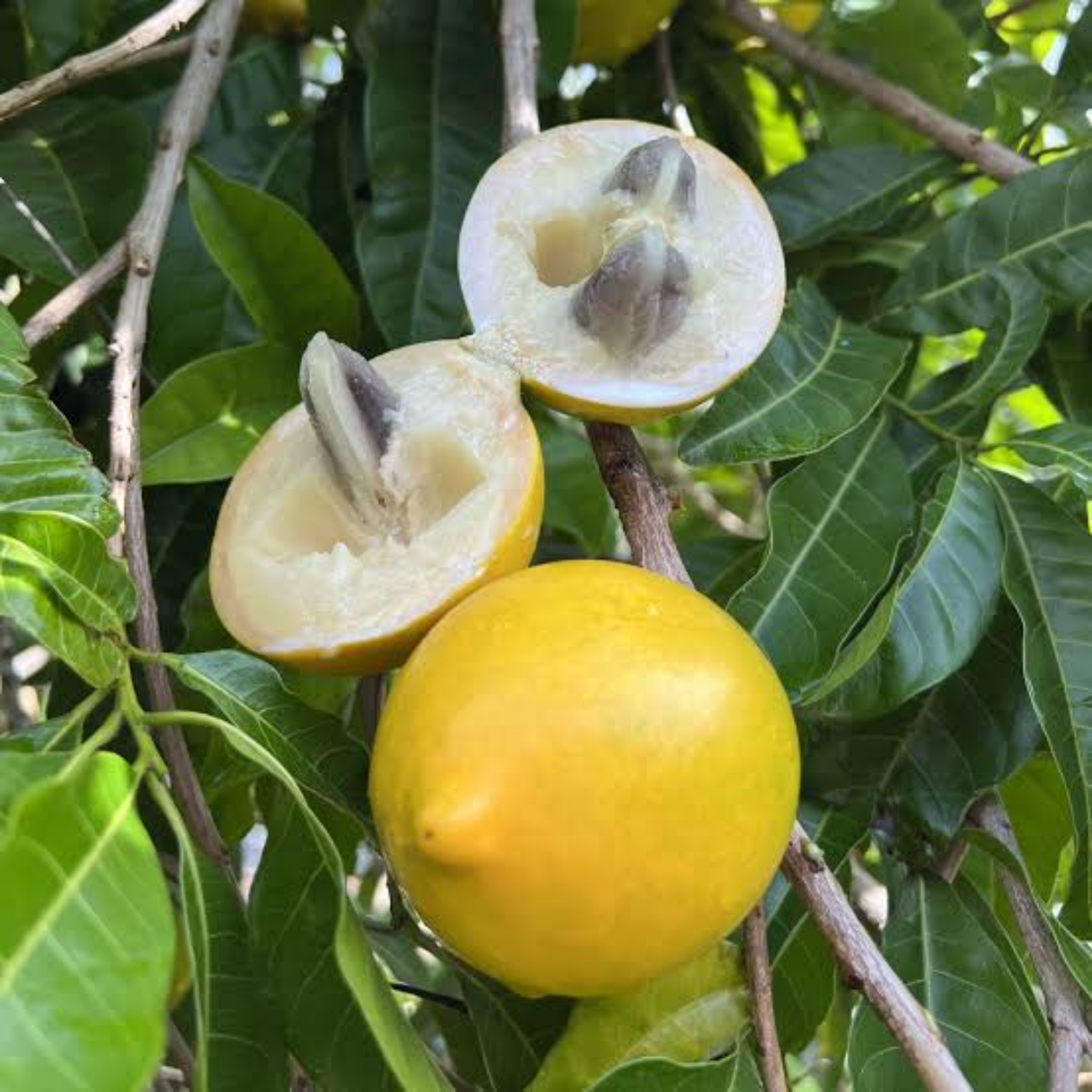 Abiu ( Pouteria Caimito ) Fruit Live Plant (Home & Garden)