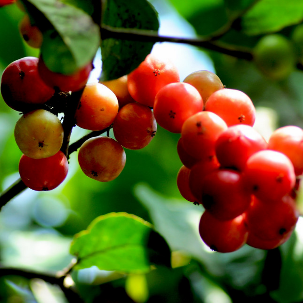 Sweet Luvikka / Lovlolika/  Sweet Loovy / Indian Coffee Plum (Flacourtia jangomas) Fruit/Ornamental Live Plant (Home & Garden)