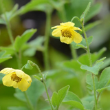 Kurunthotti (Sida Cordifolia) Medicinal Live Plant (Home & Garden)