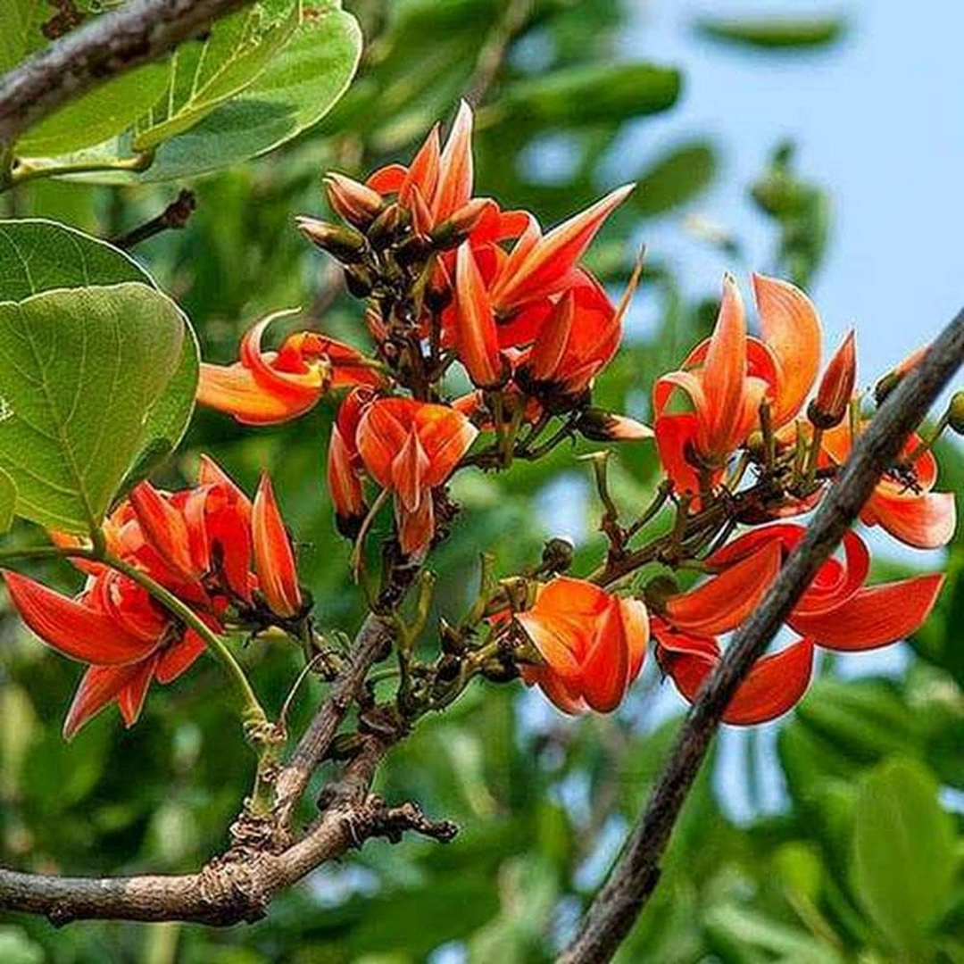 The Flame Of The Forest: Exploring The Palash Tree
