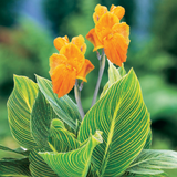 Canna Variegated (Canna indica) Flowering/Ornamental Live Plant (Home & Garden)