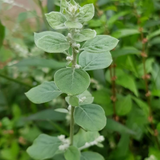 Aerva Lanata/Cheroola Medicinal Live Plant(Home & Garden)