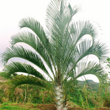 Triangle Palm, Dypsis Decaryi Ornamental Live Plant (Home & Garden)