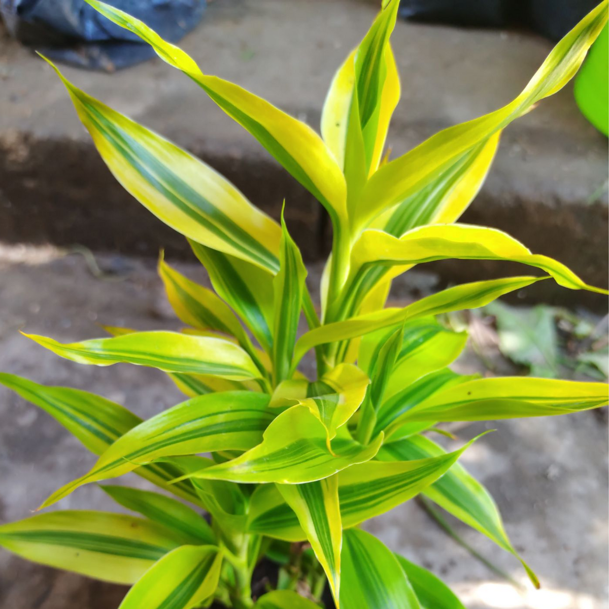 Variegated Lucky Bamboo Plant Ornamental Live Plant (Home & Garden)
