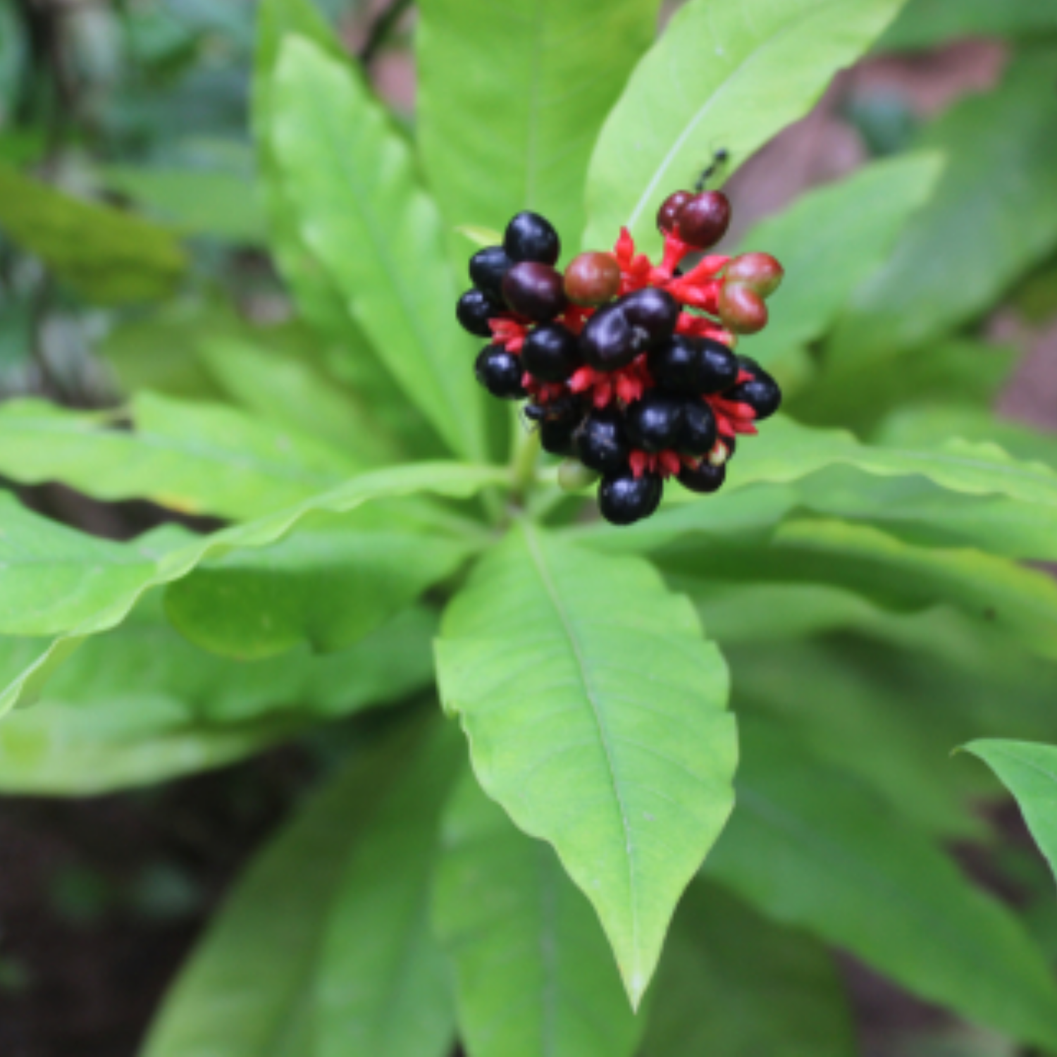 Sarpagandha (Rauvolfia Serpentina) Indian Snakeroot | Devil Pepper Wood Medicinal Live Plant (Home & Garden)