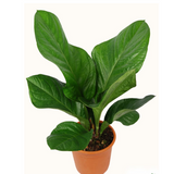 Anthurium foliage (Anthurium jenmanii) Ornamental Live Plant (Home & Garden)