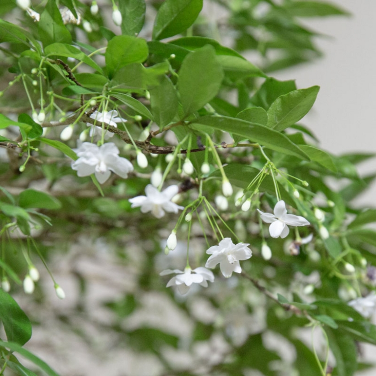 Water Jasmine(Wrightia religiosa)Ornamental  Flowering Live Plant (Home & Garden)