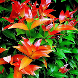 Euginea Red Dwarf (Syzygium Gratum) Ornamental Live Plant (Home & Garden)