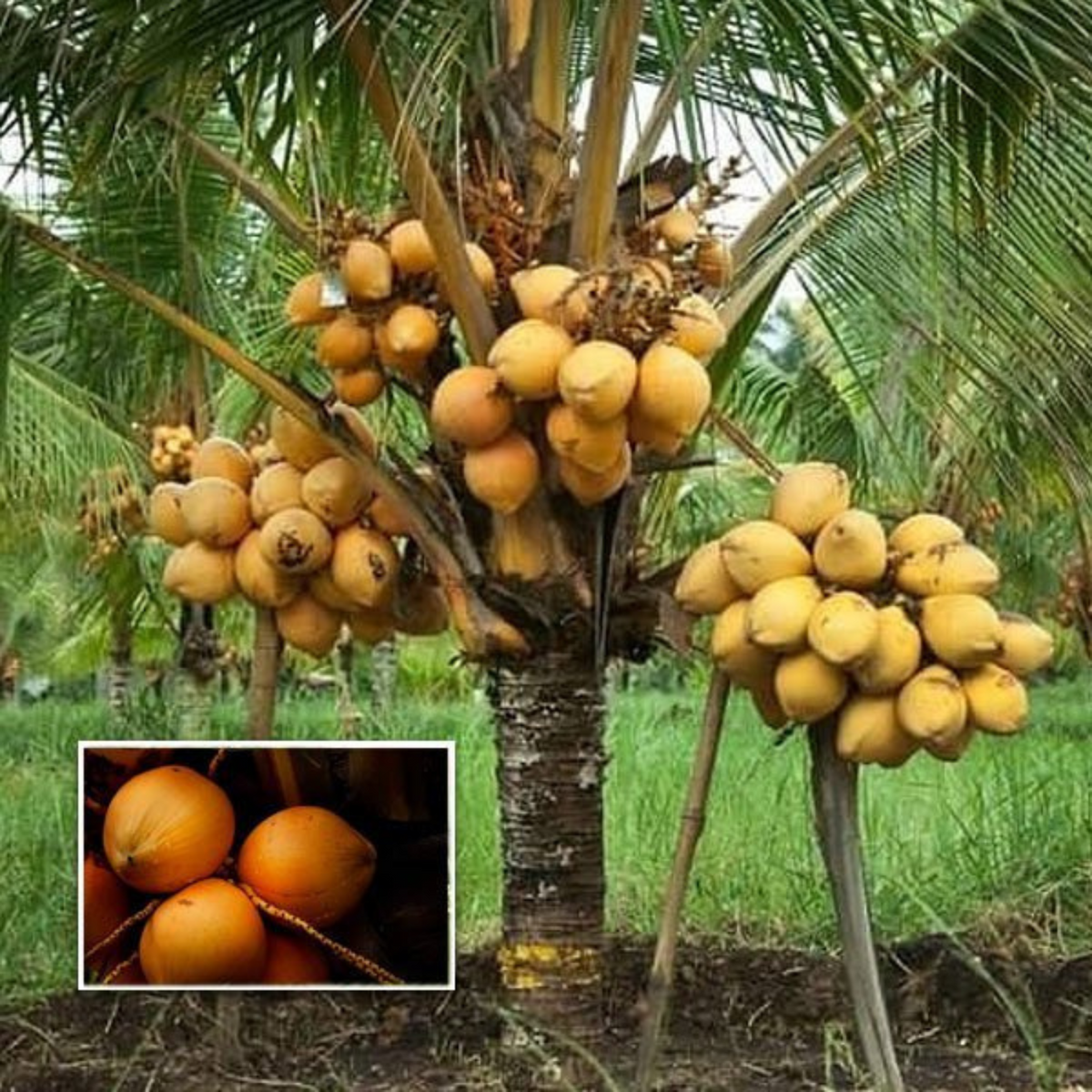 Coconut Tree / Thengu (D x T, Orange Dwarf) Hybrid Fruit Live Plant (Home & Garden)