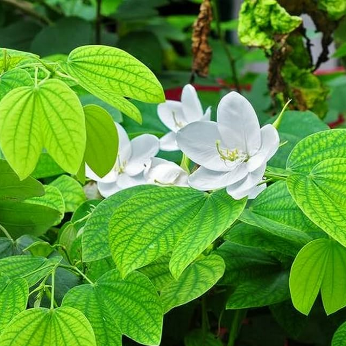 Mandarai Mandaram White (Bauhinia variegata) Flowering/Ornamental Live Plant (H ...
