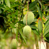 Himayat/Hamam/Imam Pasand Mango Plant (Mangifera indica) Grafted Fruit Live Plant (Home & Garden)