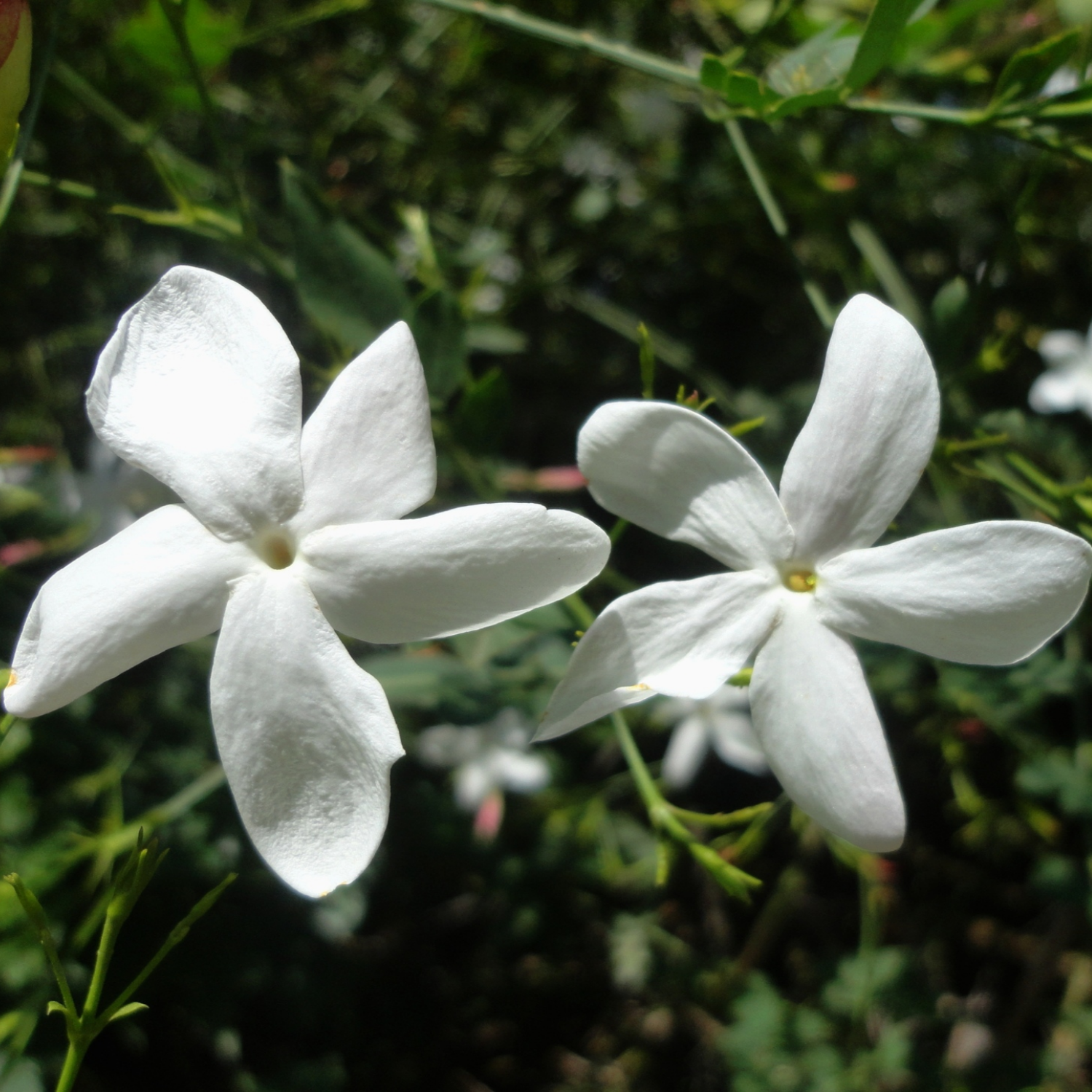 Pichi Poo (Jasminum angustifolium) Flowering/Ornamental Live Plant (Home & Garden)