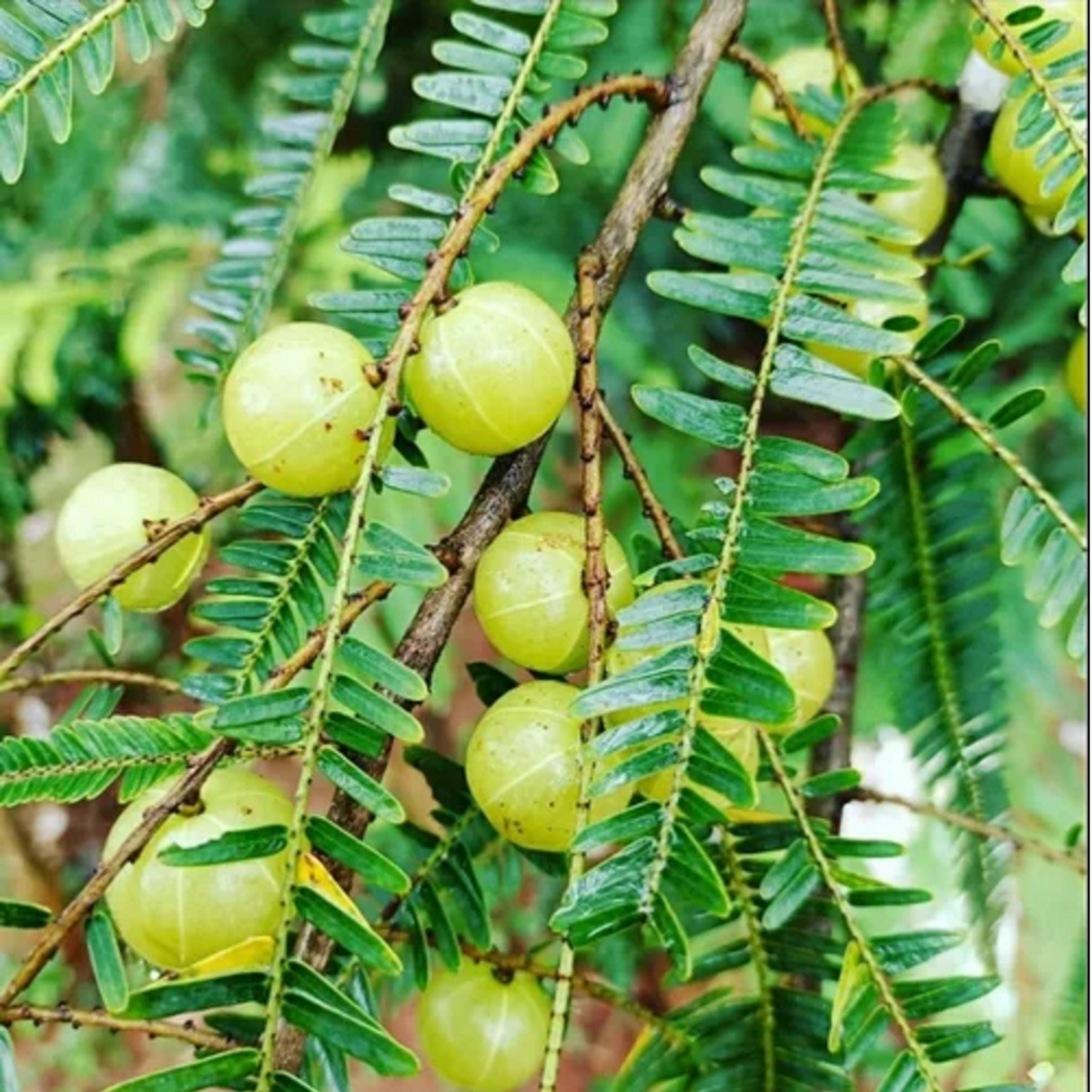Nelli / Amla Tree / Indian Gooseberry (Phyllanthus emblica) Fruit/Medicinal Live Plant (Home & Garden)