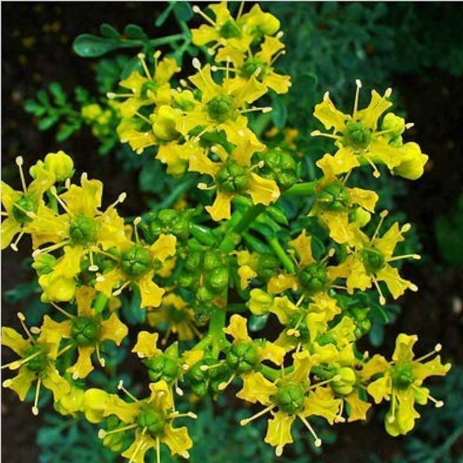 Arutha / Common Rue / Herb-of-Grace (Ruta Graveolens) Medicinal / Flowering Live Plant (Home & Garden)
