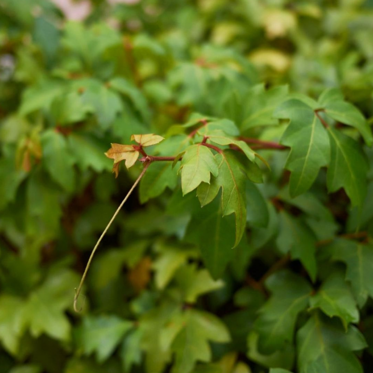 Grape Ivy Hanging(Cissus rhombifolia) Ornamental/Creeper Live Plant (Home & Garden)