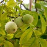 Walnut / Common Walnut / Akhrot (Juglans regia) Fruit Live Plant (Home & Garden)