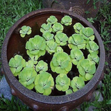 Water Lettuce (Pistia Stratiotes) Aquatic Live Plant (Home & Garden)